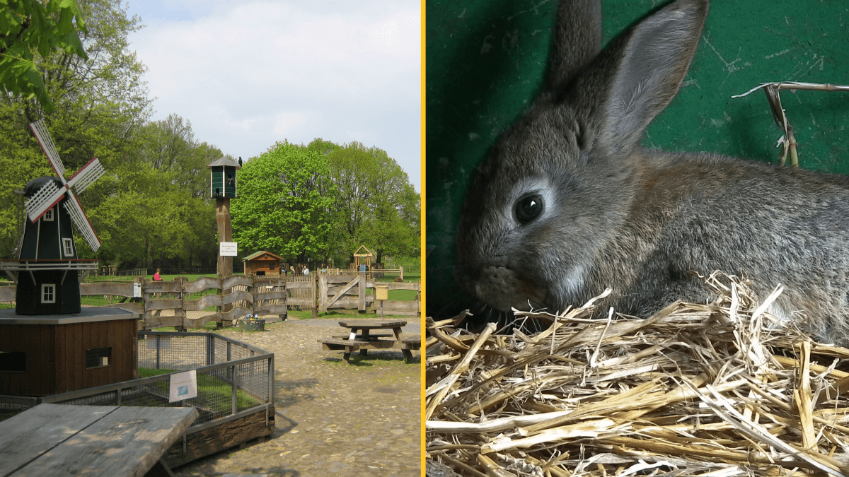 Nine-year-old boy who strangled nine rabbits to death at a zoo will not face criminal charges