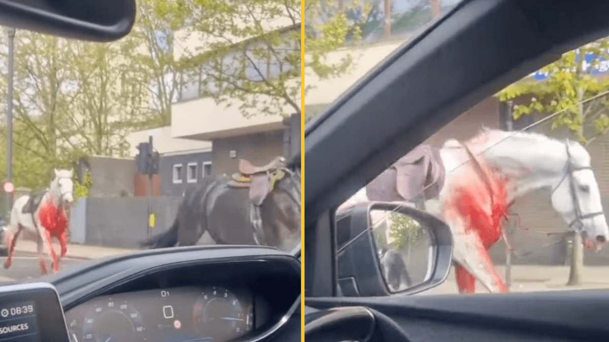 Police issues update after loose blood-covered horses injure four in London