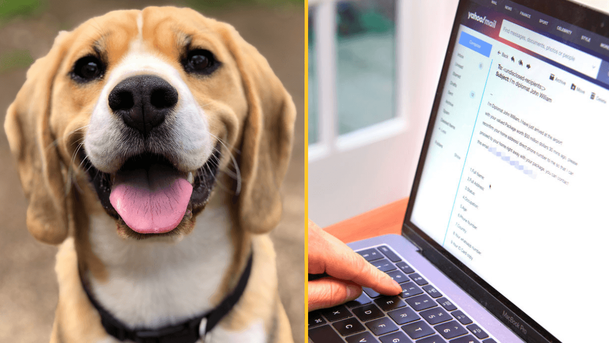 Warnings issued as £240m stolen from pet owners by scammers