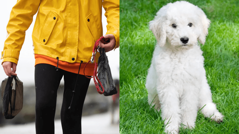 ‘People who don’t pick up after their dog’ voted the biggest pet peeve for Brits ‘People who don’t pick up after their dog’ voted the biggest pet peeve for Brits