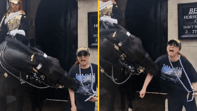 Tourist faints after King’s Guard horse bites her while posting for photo Tourist faints after King’s Guard horse bites her while posting for photo
