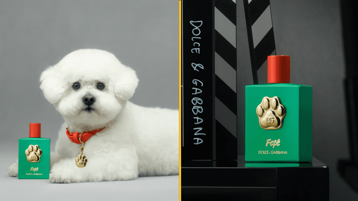Dolce & Gabbana launch dog perfume for £85 a bottle