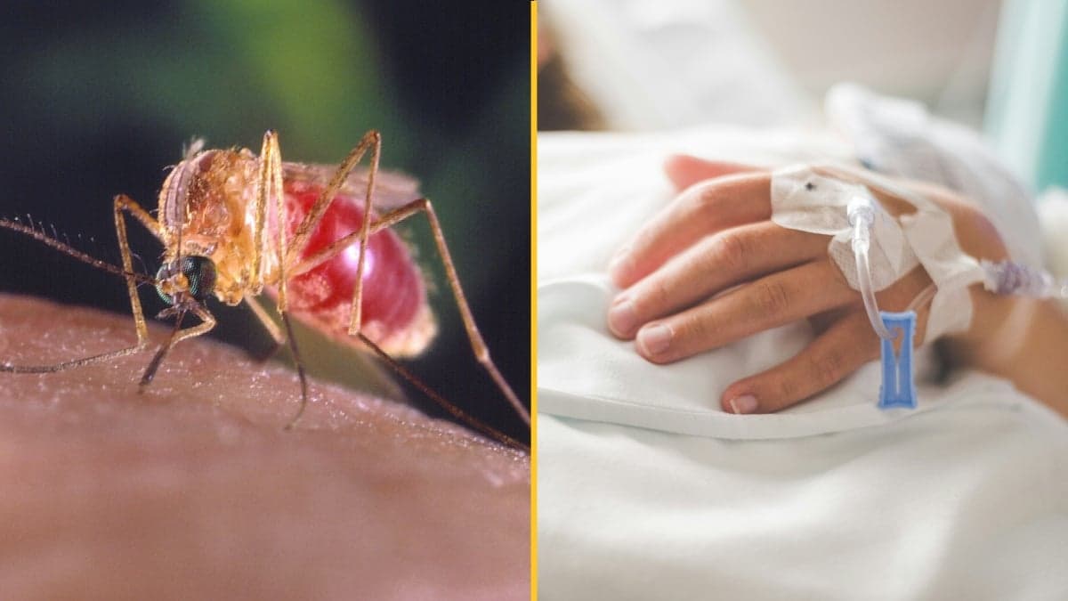 Brazilian virus that ‘kills people in their 20s’ reaches Europe