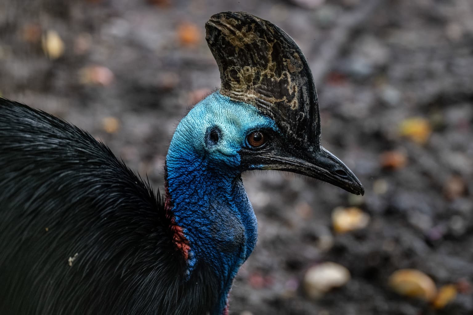 Chick of ‘most dangerous bird in the world’ hatches in Cotswolds