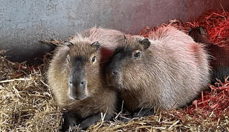 Capybara called Cinnamon on the loose after escaping from Shropshire Zoo