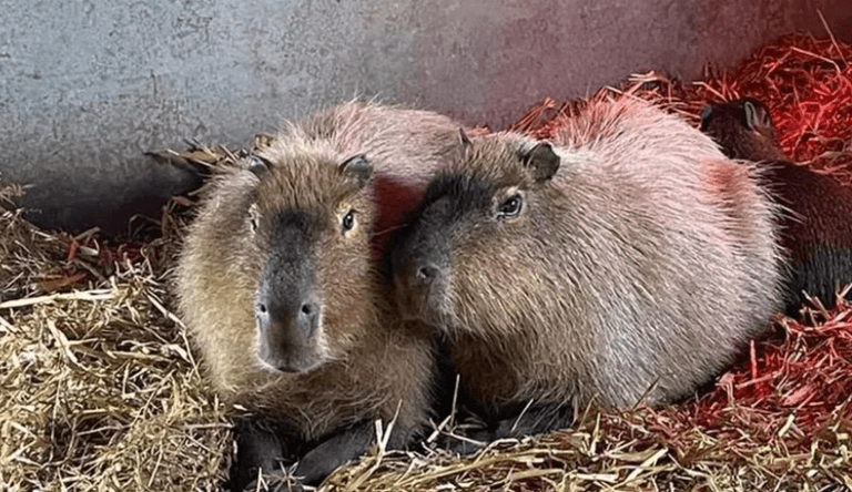 Escaped Capybara spotted as zookeepers try to catch rodent on the loose Escaped Capybara spotted as zookeepers try to catch rodent on the loose