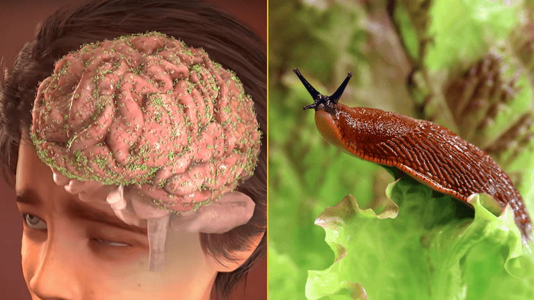 Terrifying simulation reveals what happened to teenager who ate slug after being dared by his friends
