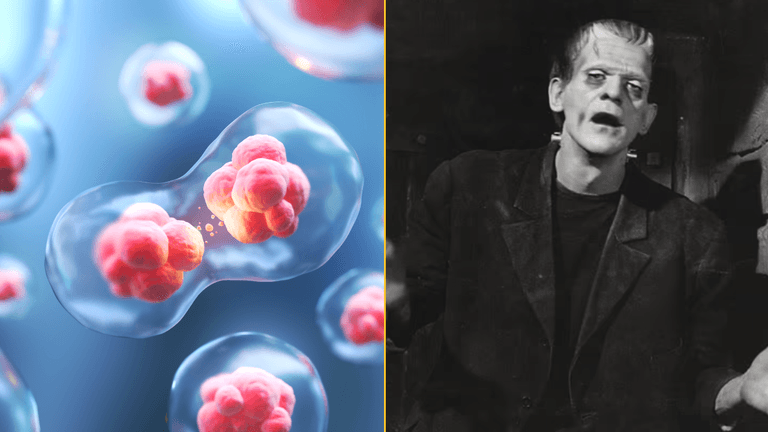 Scientists have discovered a ‘third state’ beyond life and death