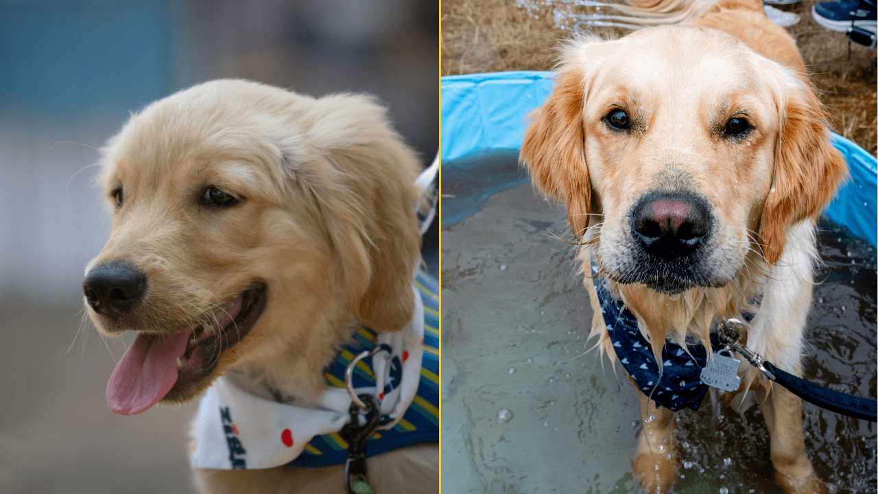 Dogs are entering a new stage of evolution, scientists discover
