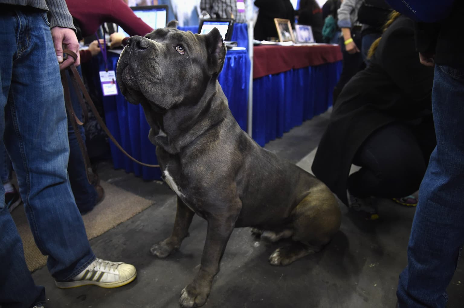 Dog breed dubbed ‘XL Bully on steroids’ rockets in popularity after government ban