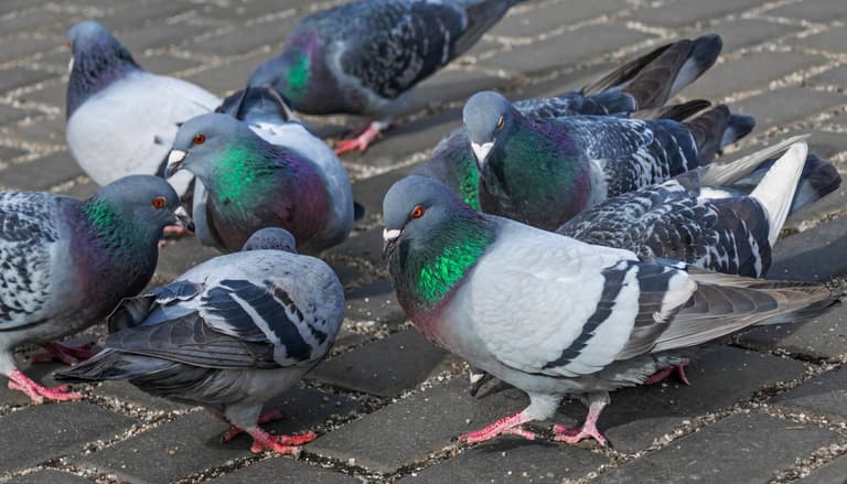 Chinese restaurant shut down after street pigeons sold as ‘roasted duck’ Chinese restaurant shut down after street pigeons sold as ‘roasted duck’