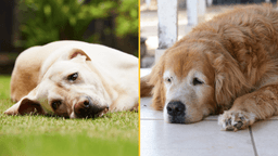 Dog food used by thousands of Brits recalled after reports of pets developing serious eye condition