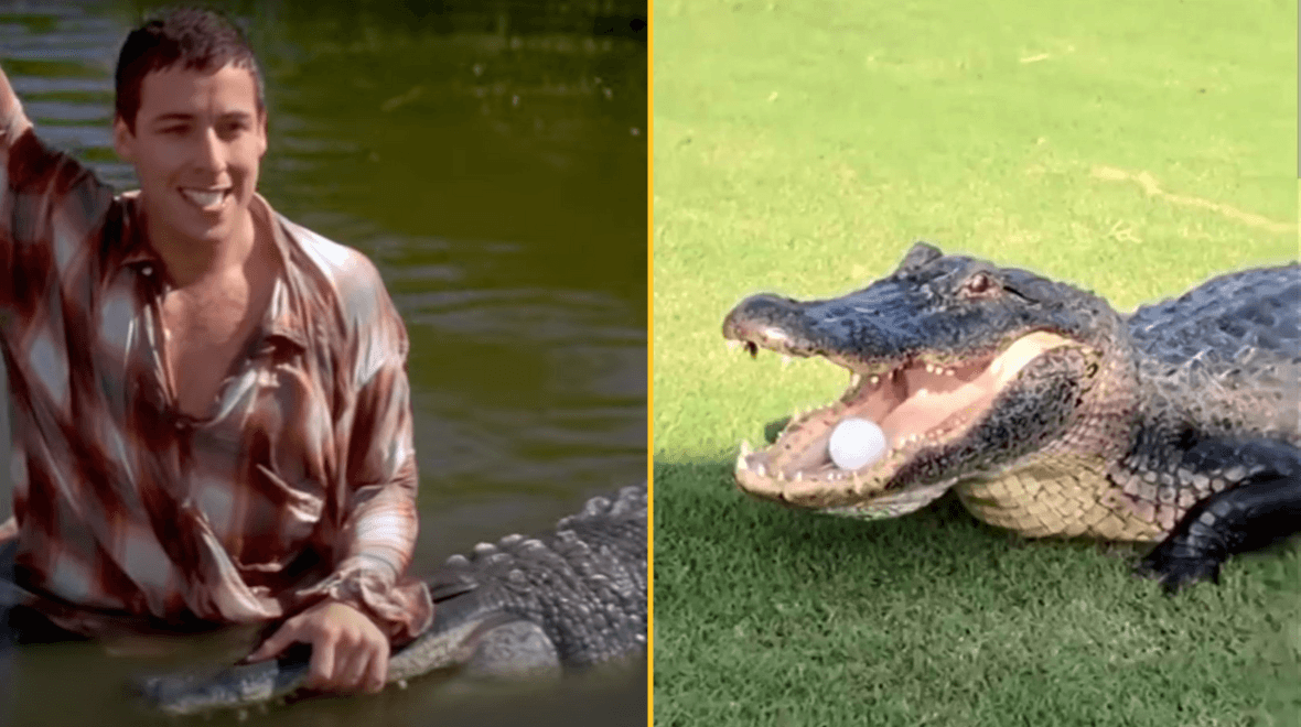 Morris, alligator from Happy Gilmore, dies aged over 80 years old