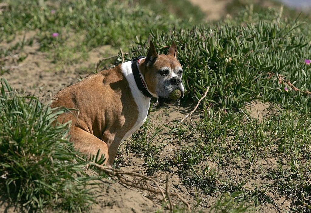 Heartbreaking reason your dog looks at you while they’re having a poo