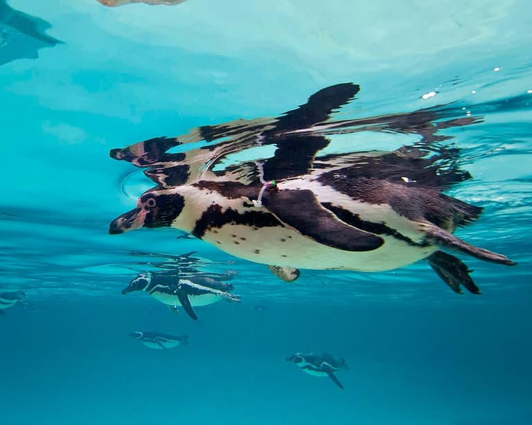 Gay penguin couple raise chick after it gets rejected by its parents Gay penguin couple raise chick after it gets rejected by its parents