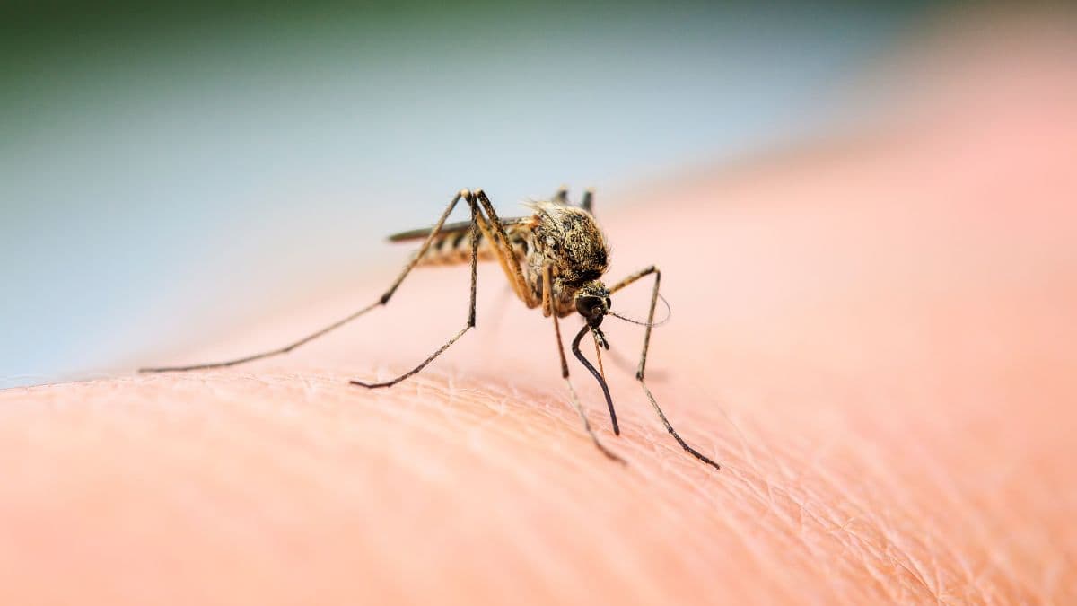 Chikungunya cases almost triple in UK after significant rise