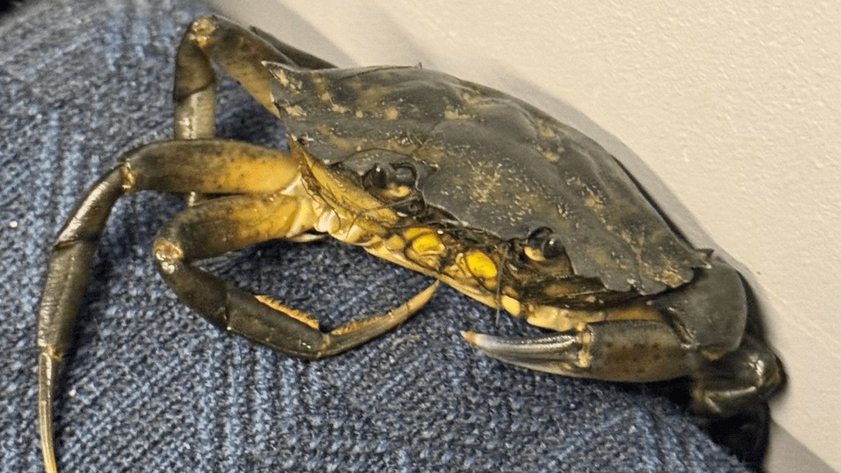 Train passengers baffled to find crab sat on its own seat heading to the seaside