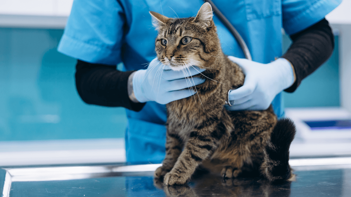 Major changes to vet bills proposed after investigation