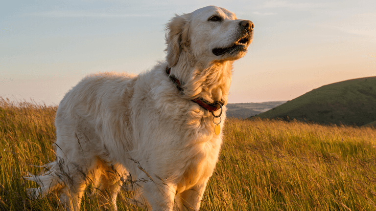 How popular is your pet’s name? Use this name checker to find out