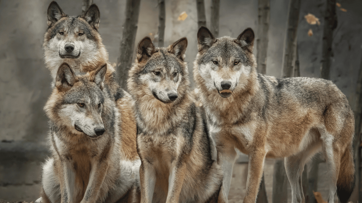 Animal park in UK euthanises entire pack of wolves saying they had ‘no choice’