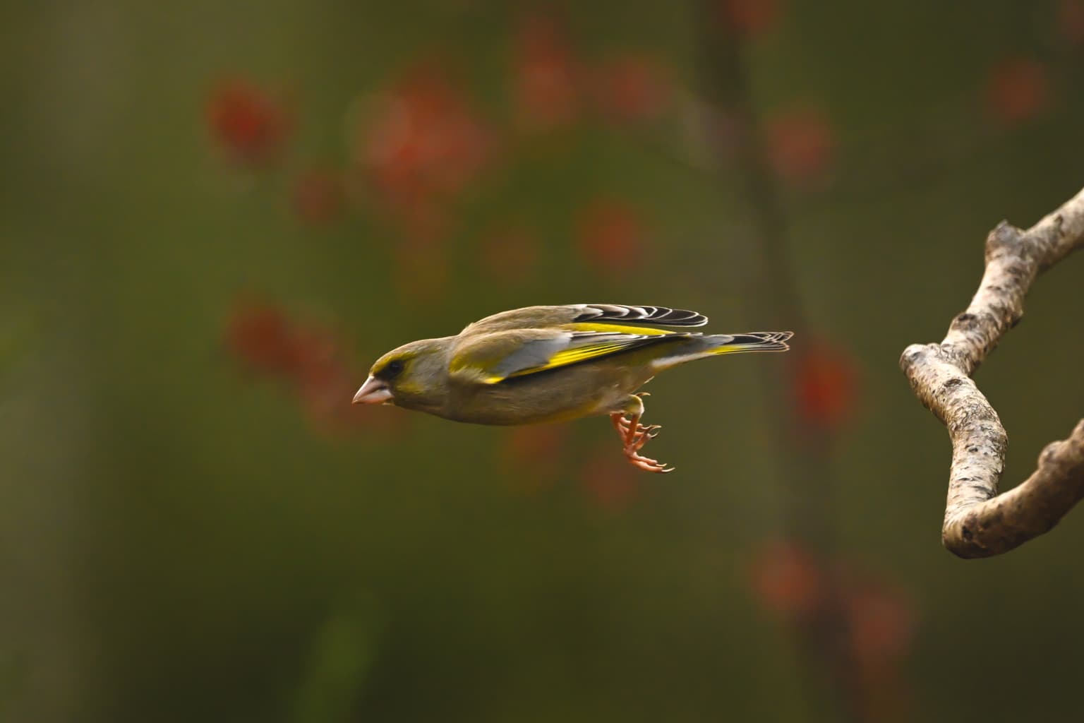 Brits urged to stop feeding birds in new RSPB warning
