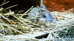 Scientists release previously extinct marsupial in Australia after 30 years