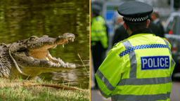 Police issue update as man arrested after three-year-old ended up in crocodile enclosure