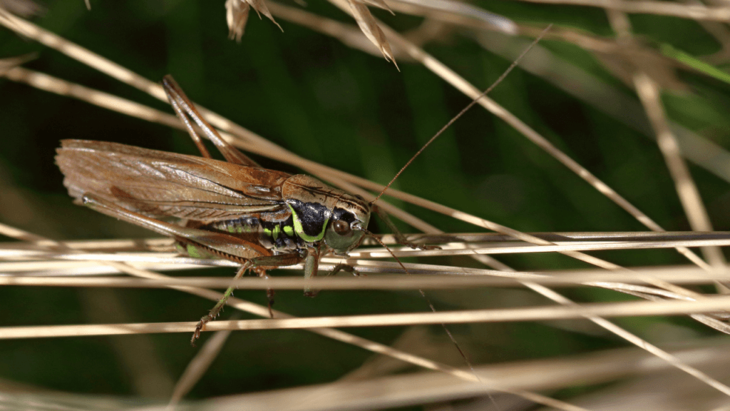 Eating insects dates back many years, and more than a fourth of the world's population is already eating them. 