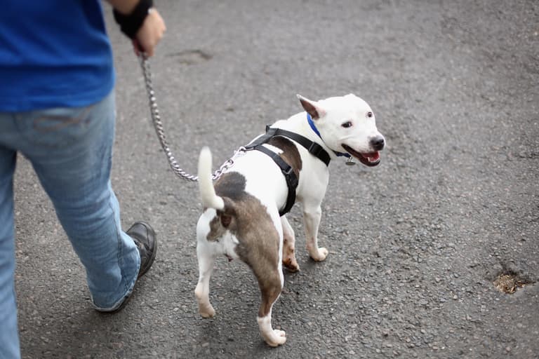 The science behind the perfect dog walk has been revealed