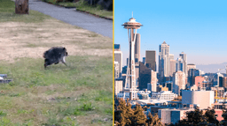 ‘Mutant’ creature named Jimothy leaves US city baffled