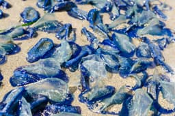 Massive wave of ‘alien like’ blue sea creatures wash ashore UK beaches