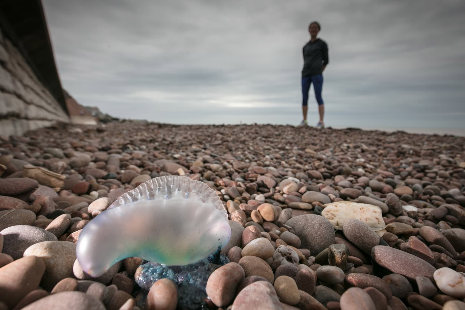 Massive wave of ‘alien like’ blue sea creatures washed ashore UK beaches