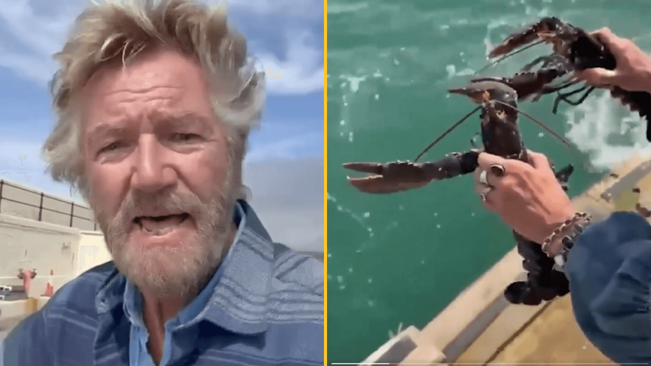 Noel Edmonds sparks controversy after ‘freeing’ two farm-shop lobsters into the sea