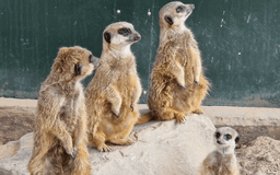 Meerkats killed after tunnel collapses at Leicestershire Wildlife Park