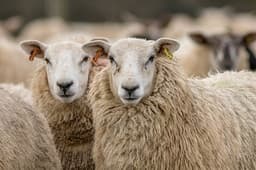 More cases of deadly bluetongue virus detected in Scotland
