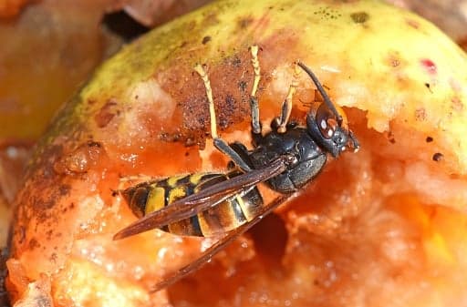 Why swarms of ‘drunk’ UK wasps are becoming more aggressive this month