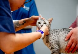 Vet prescription fees capped at £21 as new rules become law