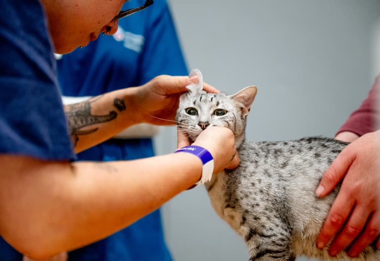 Vet prescription fees capped at £21 as new rules become law