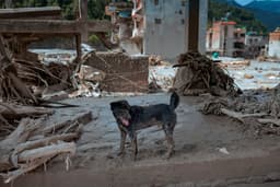 Loyal dog refuses to leave family home washed away by floods in Nepal