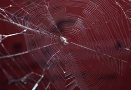Why you may spot more spiders at your home in Autumn and how to deal with them