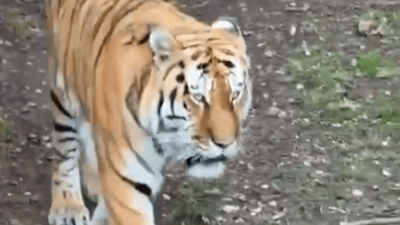 Yorkshire Wildlife Park confirms fate of tiger that mauled man in fatal attack