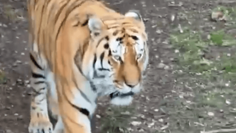 Police issue new update concerning man who was fatally attacked by tiger at wildlife park Police issue new update concerning man who was fatally attacked by tiger at wildlife park