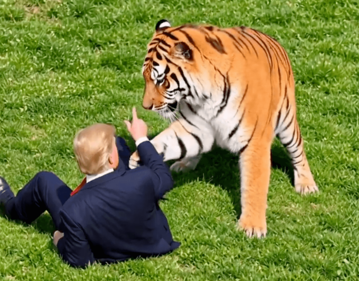 Trump blasted for sharing AI video of himself fighting tiger that killed man