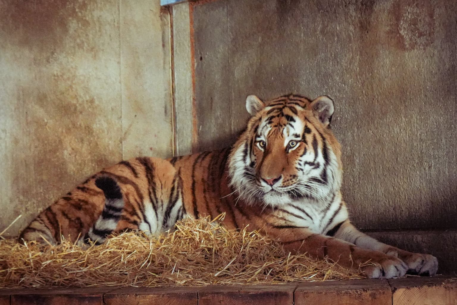Everything we know about Altai the tiger