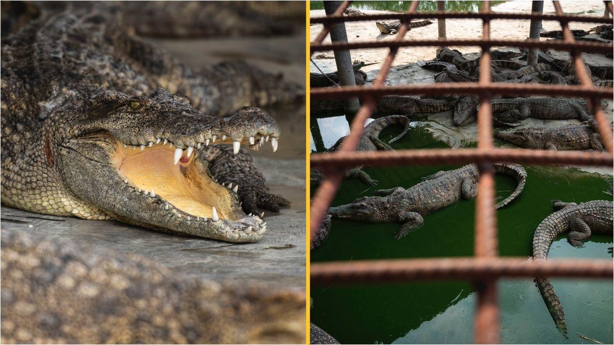 Crocodile farmer torn to pieces after falling into enclosure