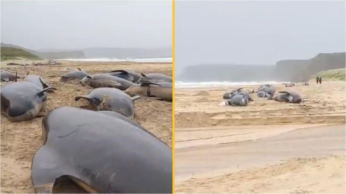 Mystery as pod of 55 whales dies on Scottish beach