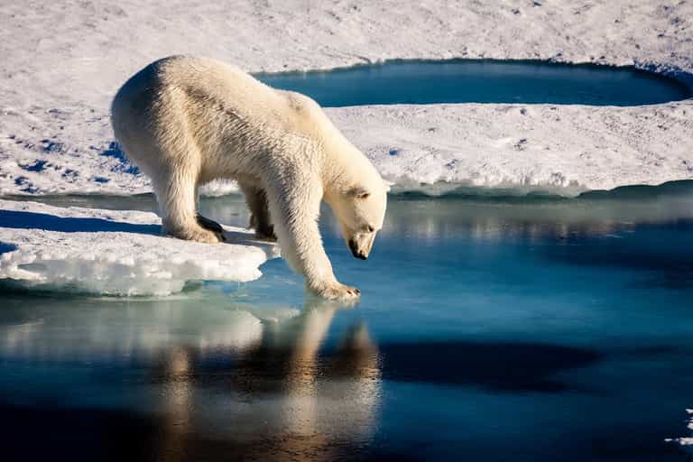 Half of Earth’s animal population wiped out by humans in less than 50 years Half of Earth’s animal population wiped out by humans in less than 50 years