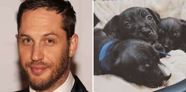 Tom Hardy has helped these abandoned puppies find a new home Tom Hardy has helped these abandoned puppies find a new home