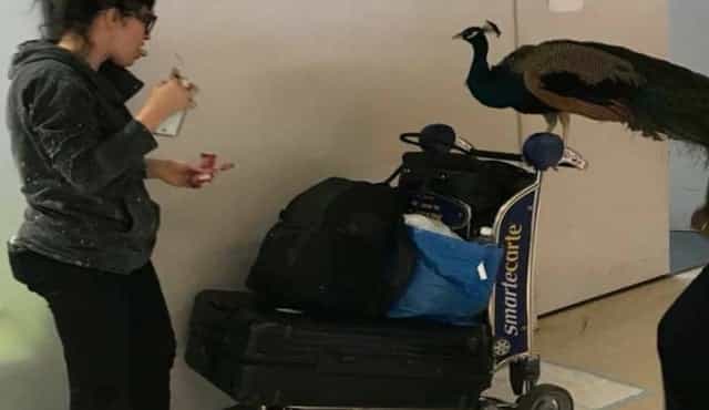 Woman told that she can’t take her ’emotional support peacock’ on a flight Woman told that she can’t take her ’emotional support peacock’ on a flight