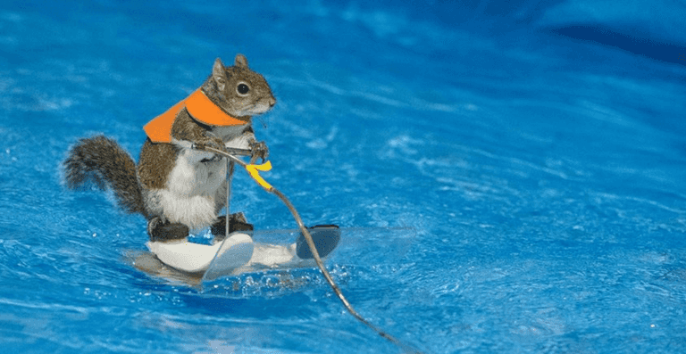 Excuse me, there is a water-skiing squirrel in Toronto and her name is Twiggy Excuse me, there is a water-skiing squirrel in Toronto and her name is Twiggy